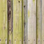 green algae on wooden fence