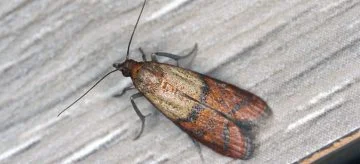 Plodia interpunctella