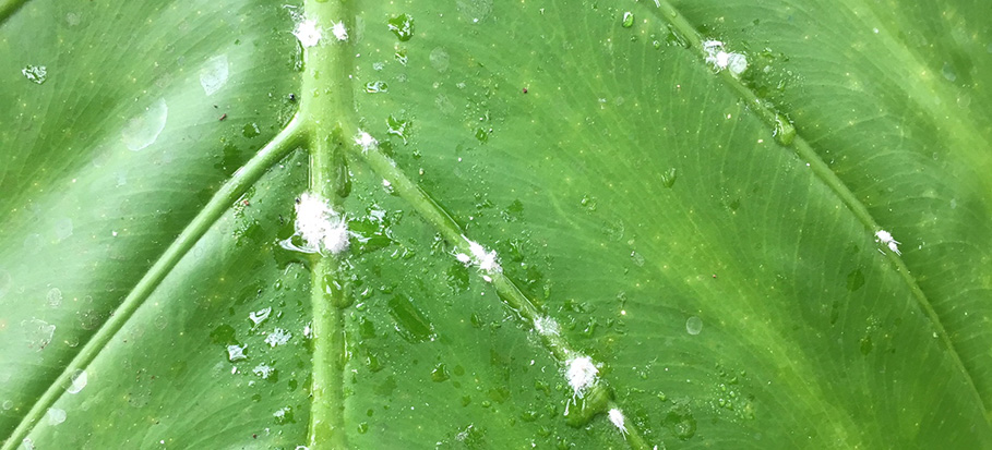 mealy bugs on a plant leaf