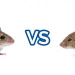 house mouse vs field mouse