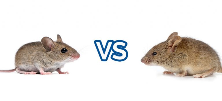 Field mouse vs House mouse | Guide on Differences by Fantastic