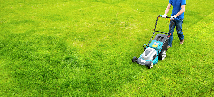 mower the lawn