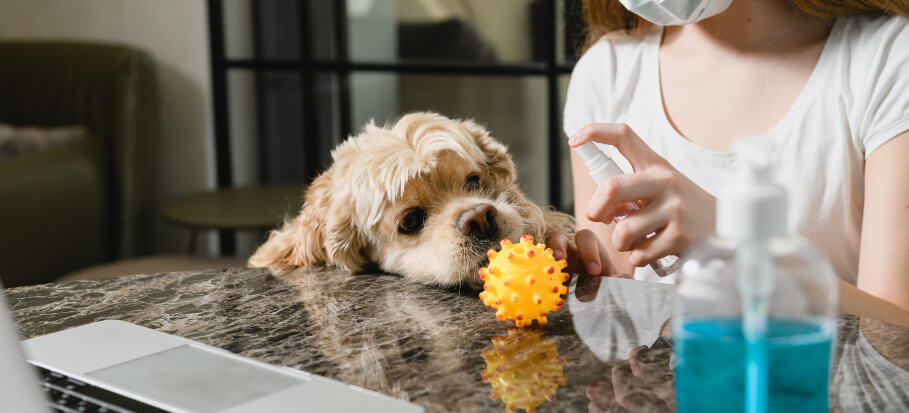 Are homemade disinfectants safe for pets