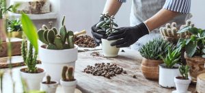 best beginners houseplants