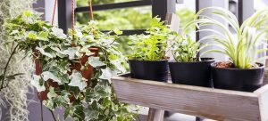 make your own small space vegetable garden