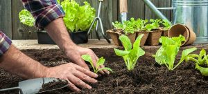 vegetable gardening