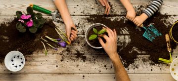 hands planting plant in pot