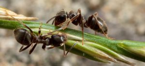 Black ants in the garden