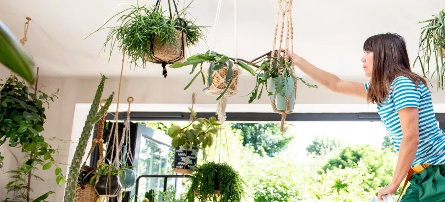 How and When to Water Your Indoor Plants - FS Blog