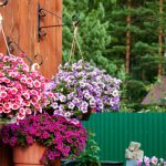 Plants in hanging baskets