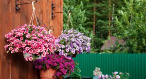 Plants in hanging baskets