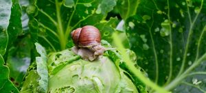 Garden pest snail on cabbage