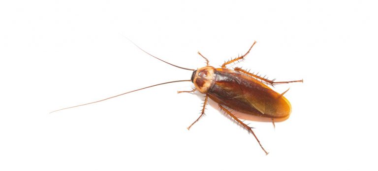 5 Common Bathroom Pests You Can You Spot - Fantastic Services