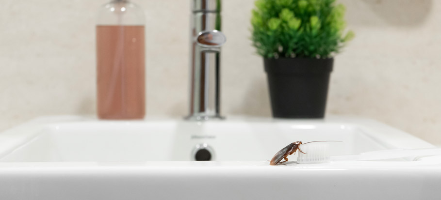 5 Common Bathroom Pests What Insect Can You Spot In Your Bath - Little Black Bugs In Bathroom Uk