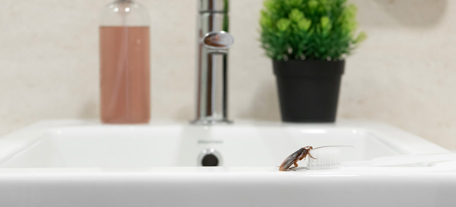 tiny red bugs in bathroom