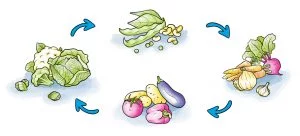 crop rotation