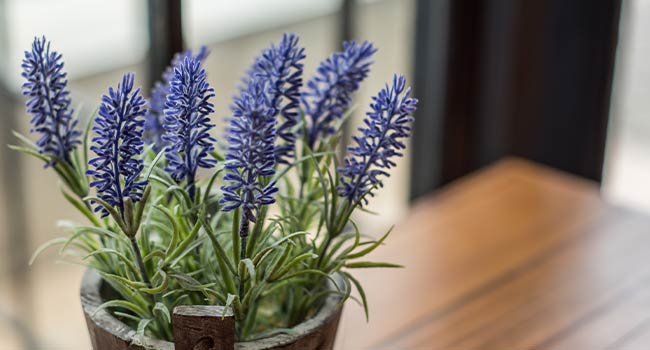 Growing Lavender Indoors: Tips for Thriving Plants at Home | Fantastic  Services Blog