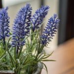 growing lavender in pots