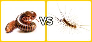 centipede vs millipede