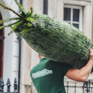 when to buy a real christmas tree