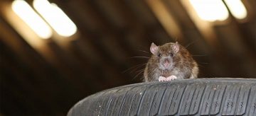 rat on car tire