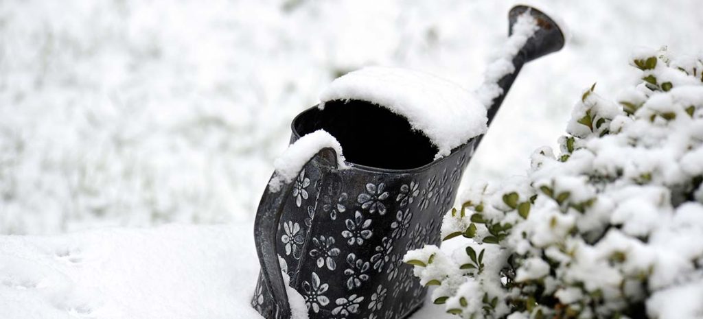 The Ultimate Guide to Winter Gardening
