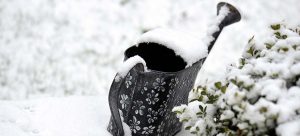 Winter Gardening - Everything You Need to Know About