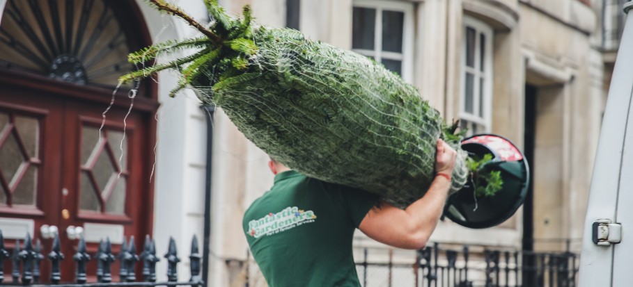 Fantastic gardeners carrying a Christmas tree