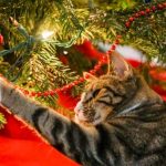 A cat playing with a Christmas tree