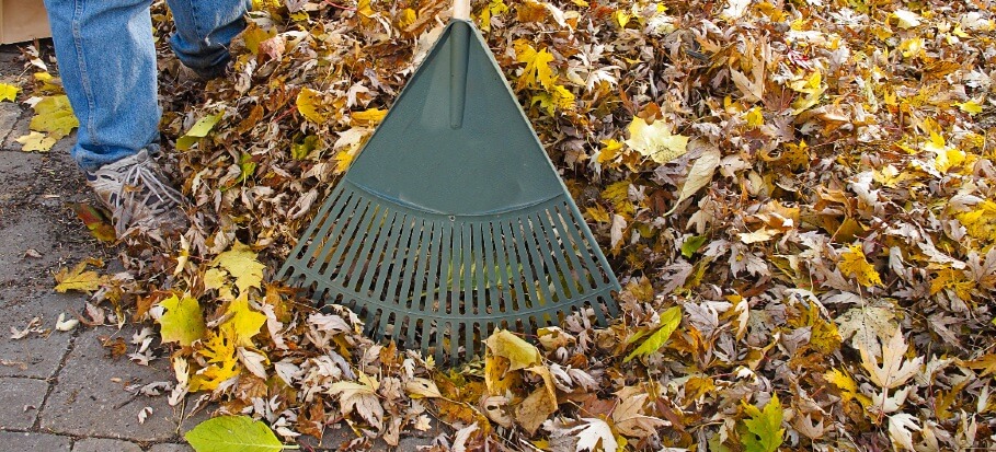 Everything You Need To Know About Leaf Mulch And How To Make It - Fs