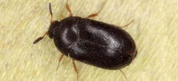 Get Rid of Carpet Beetles Naturally | Tips by Fantastic Services UK