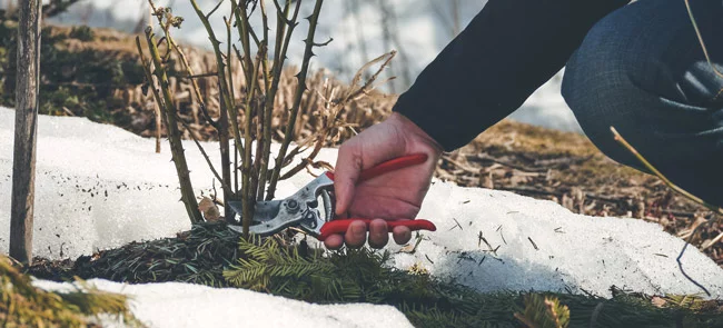 winter gardening