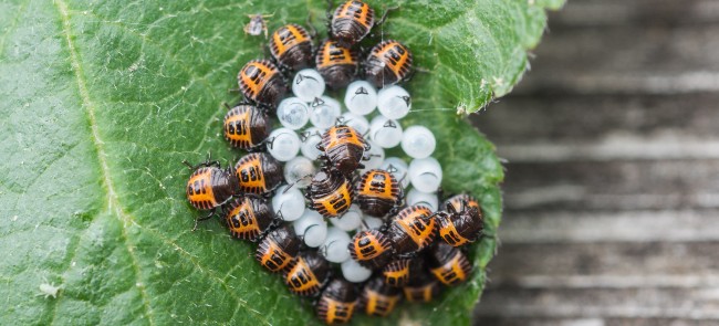 marmorated stink bug nymphs and eggs