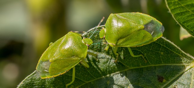 green shield bugs
