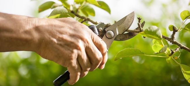pruning trees and shrubs the correct way