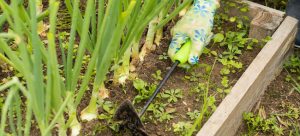 Weeding vegetable garden