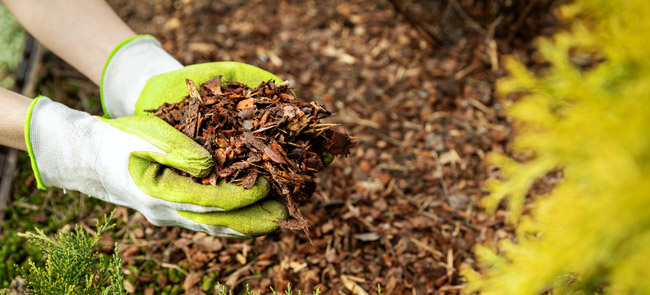 How To Mulch A Garden Properly The, How To Mulch A Garden Properly