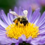 bee-friendly garden