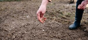 Planting grass seeds