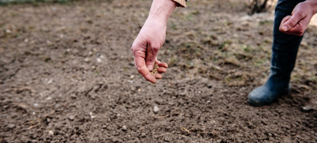 Person sowing grass seeds in soil.