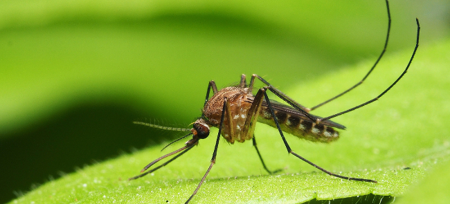 How to Repel Mosquitoes In Your Garden