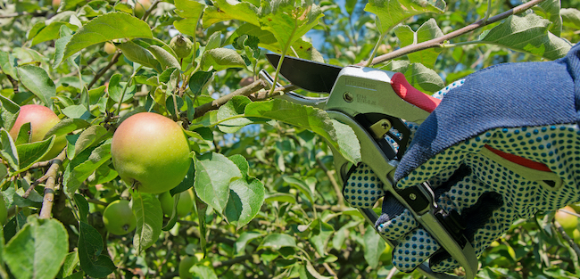 When is the Best Time to Prune Fruit Trees and How Do You Do It?