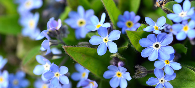 forget-me-not flowers