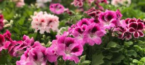 self-seeding plant geranium