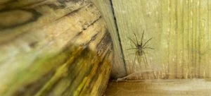 spider in shed