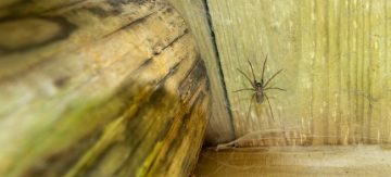 spider in shed
