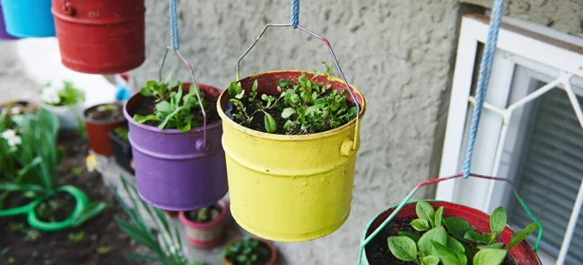hanging vegetable garden