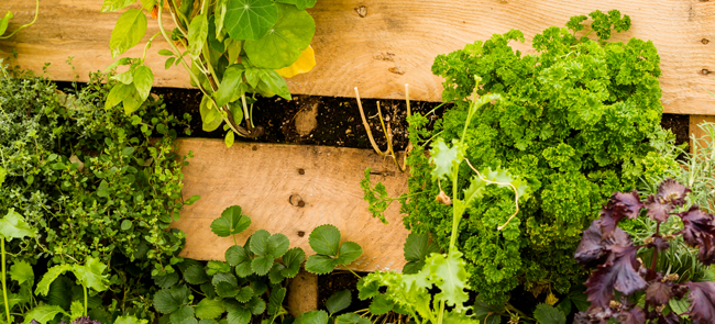 pallet vegetable garden