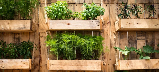 vertical vegetable garden
