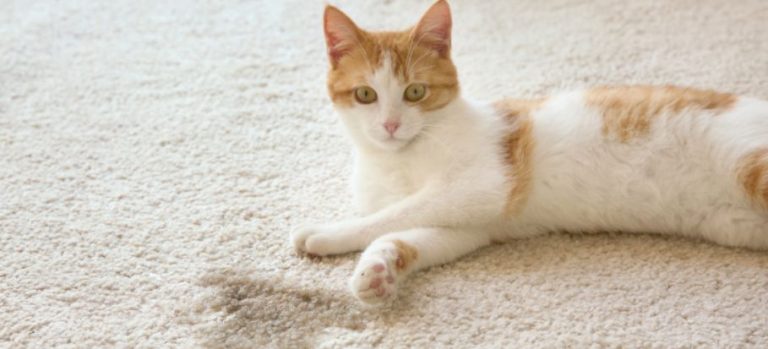 effective-methods-to-clean-dried-cat-urine-from-carpet-fs-uk